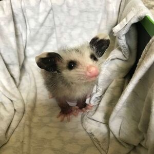 Meet your Posher, Scronch